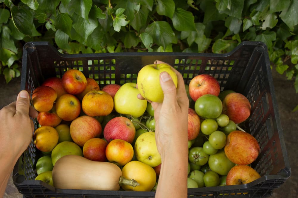 Ladita legume si fructe